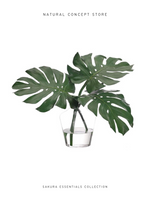 Hojas de Monstera Naturales